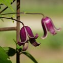 Clematis japonica fleur (2)